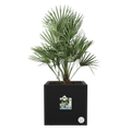 Ghiveci Elho vivo next patrat, 30 cm, living black — imaginea 2