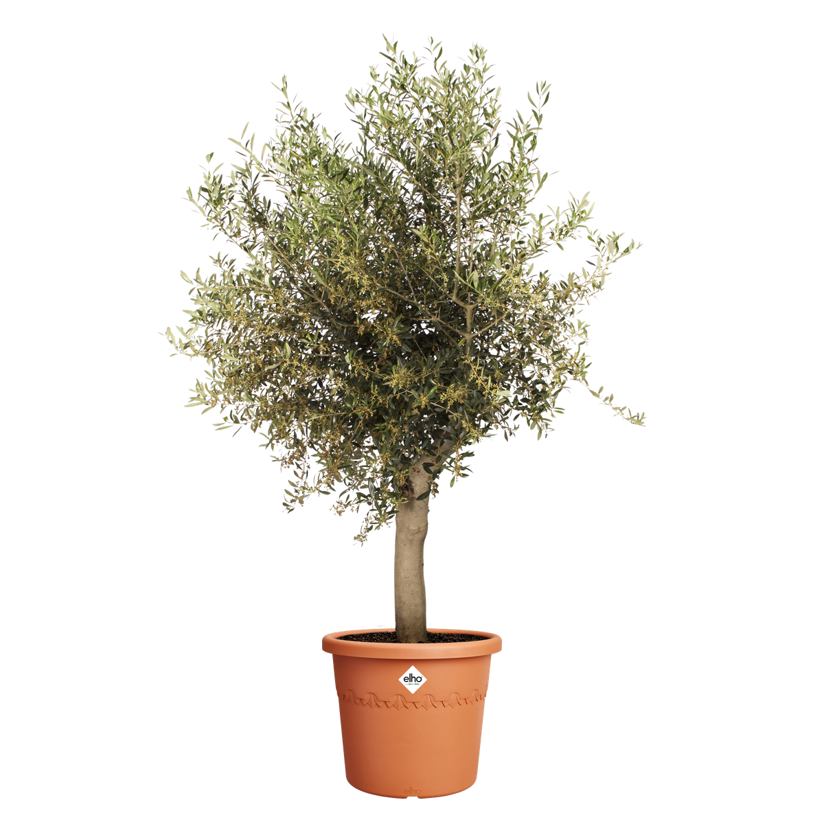 Elho Algarve Cilindro 22 cm - Grande vaso per piante da esterno