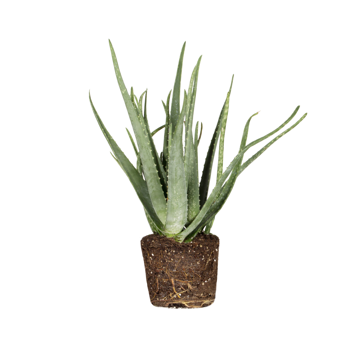 Aloe vera Aloe vera - elho - Give room to nature