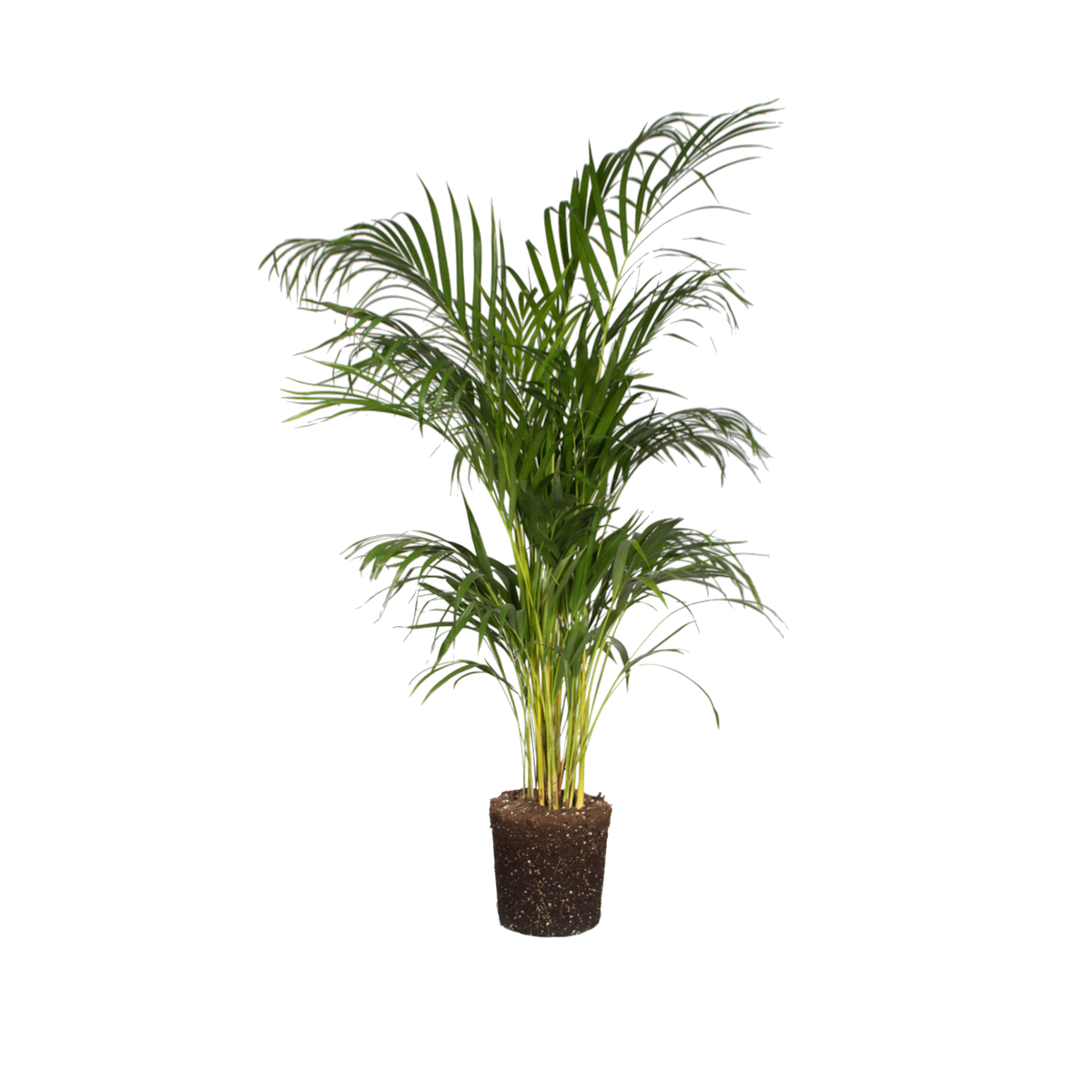 Areca palm Areca palm - elho - Give room to nature