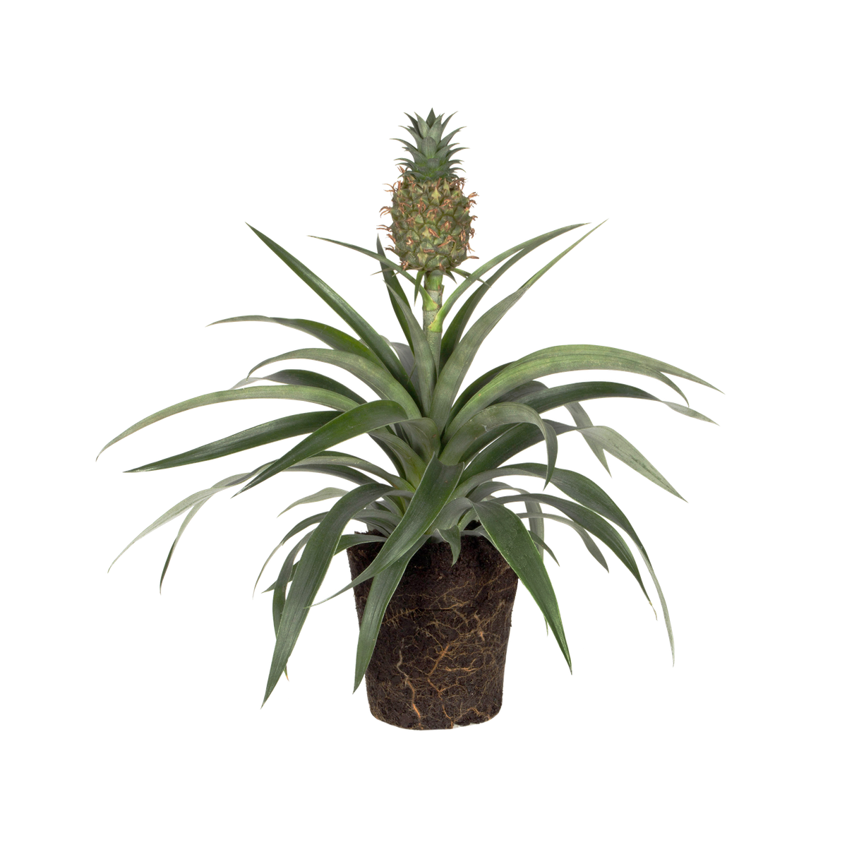 Ananasplant