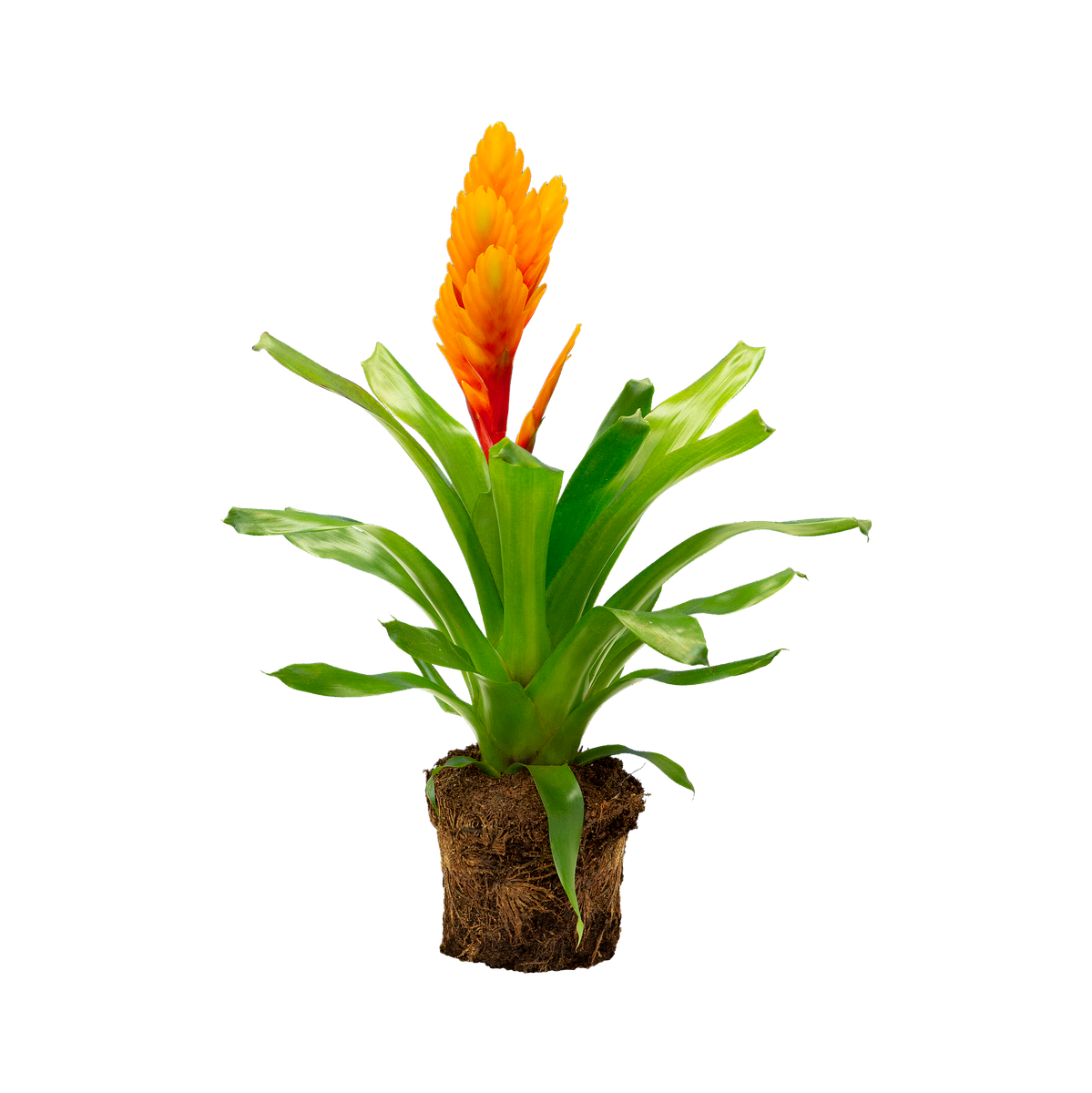 Vriesea Vriesea - elho - Give room to nature