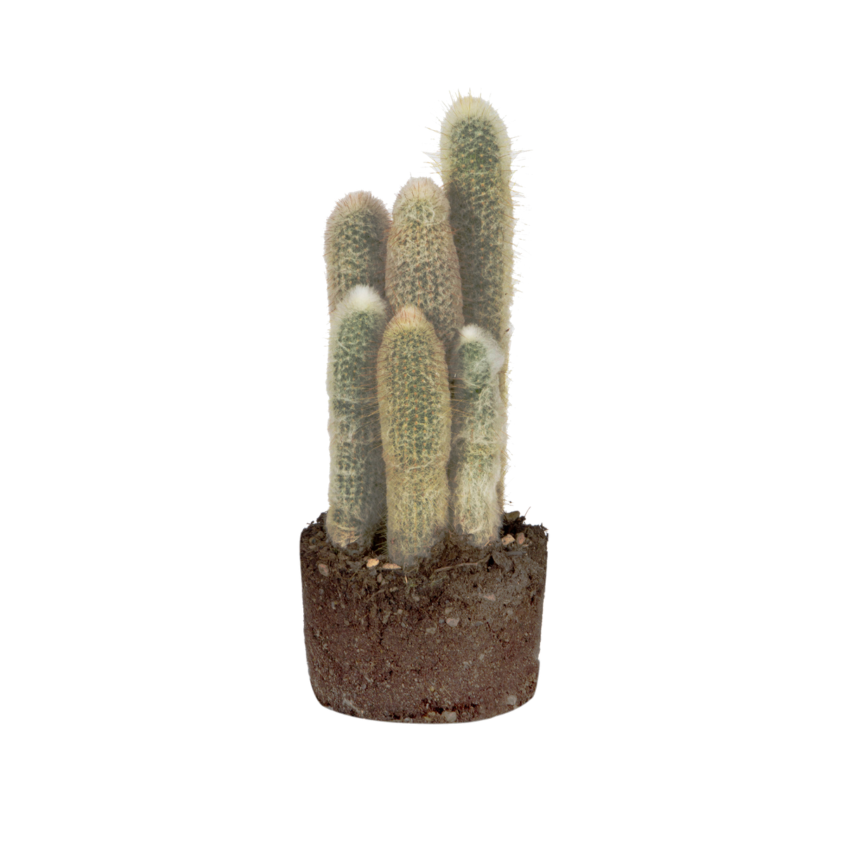 Cactus Cactus - elho - Give room to nature