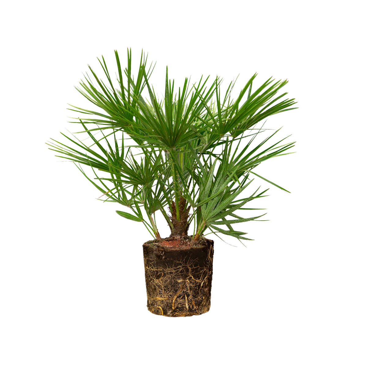 Mexicaanse dwergpalm