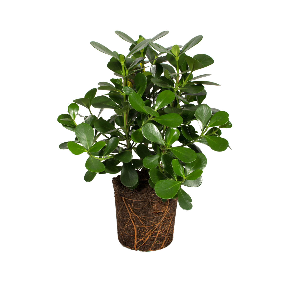 Clusia Rosea Clusia Rosea - elho - Give room to nature