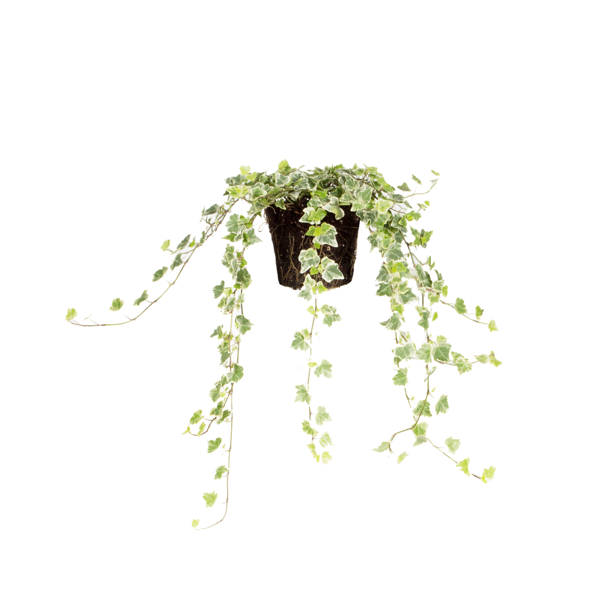 Common ivy Common ivy - elho - Give room to nature