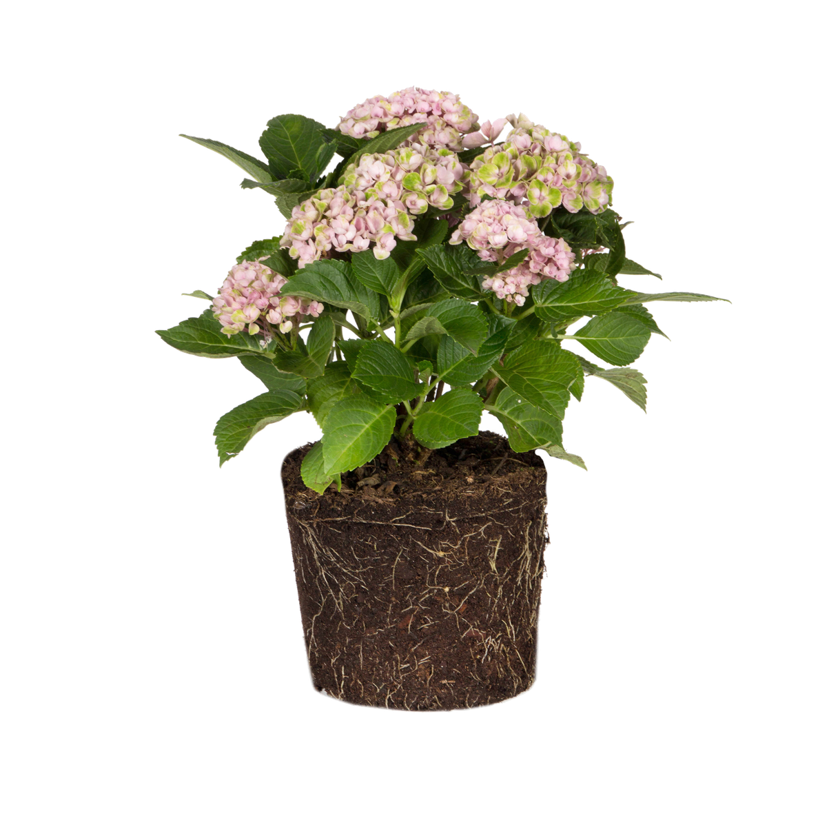 Hydrangea4937　0502 指定07 Hydrangea Macrophylla| (Shrub flowering plants) - Mainaam Garden