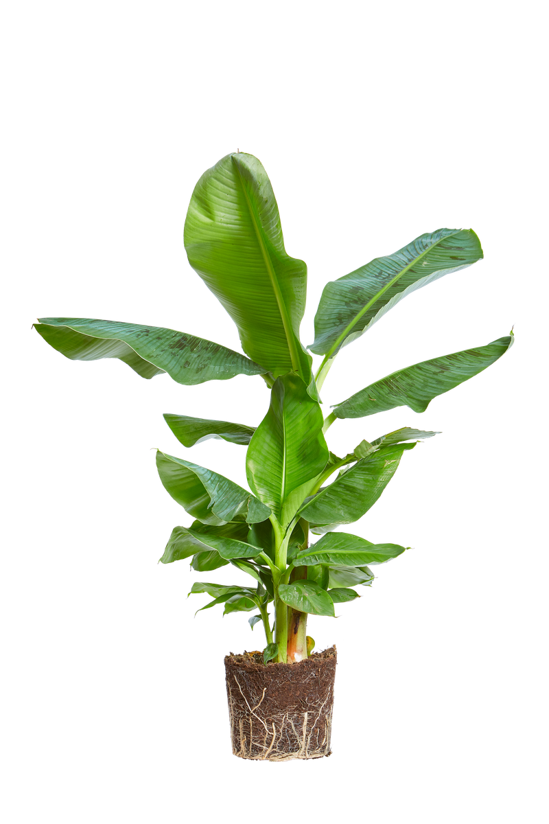 calathea pruinosa Pleiostachya pruinosa – Tall Marantaceae Foliage Plant main image 0