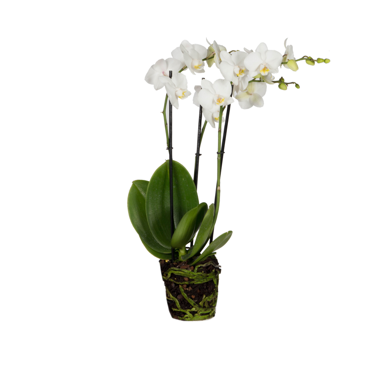 moonchoページ Vlinderorchidee Vlinderorchidee - elho® - Give room to nature