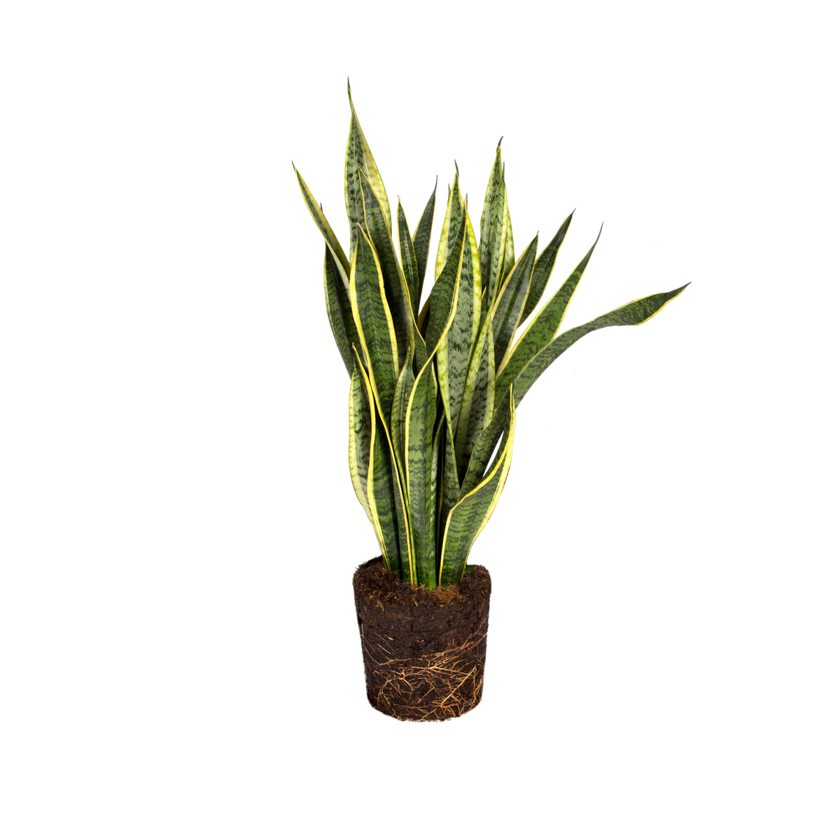 Snake plant Snake plant - elho - Give room to nature