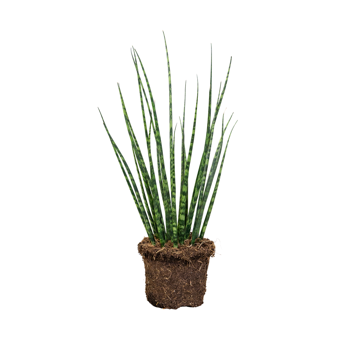 firestick cactus Firestick Plant For Sale | Euphorbia Fire Sticks Cactus main image 1