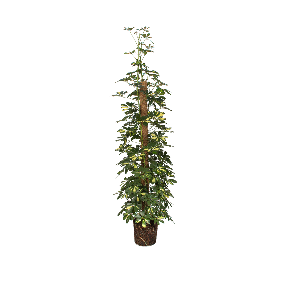 aglaonema air quality Aglaonema 'Milky Way' – Speckled Green Aglaonema