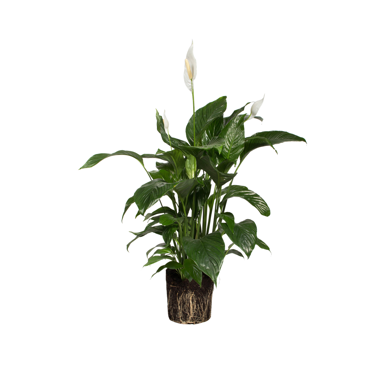 monstera variegata thai Monstera 'Thai Constellation' main image 0