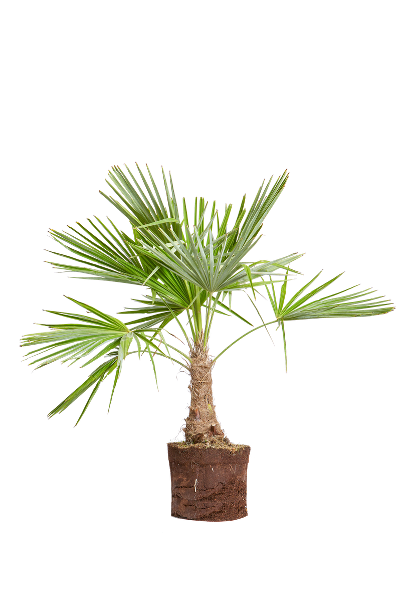 Hennep palm