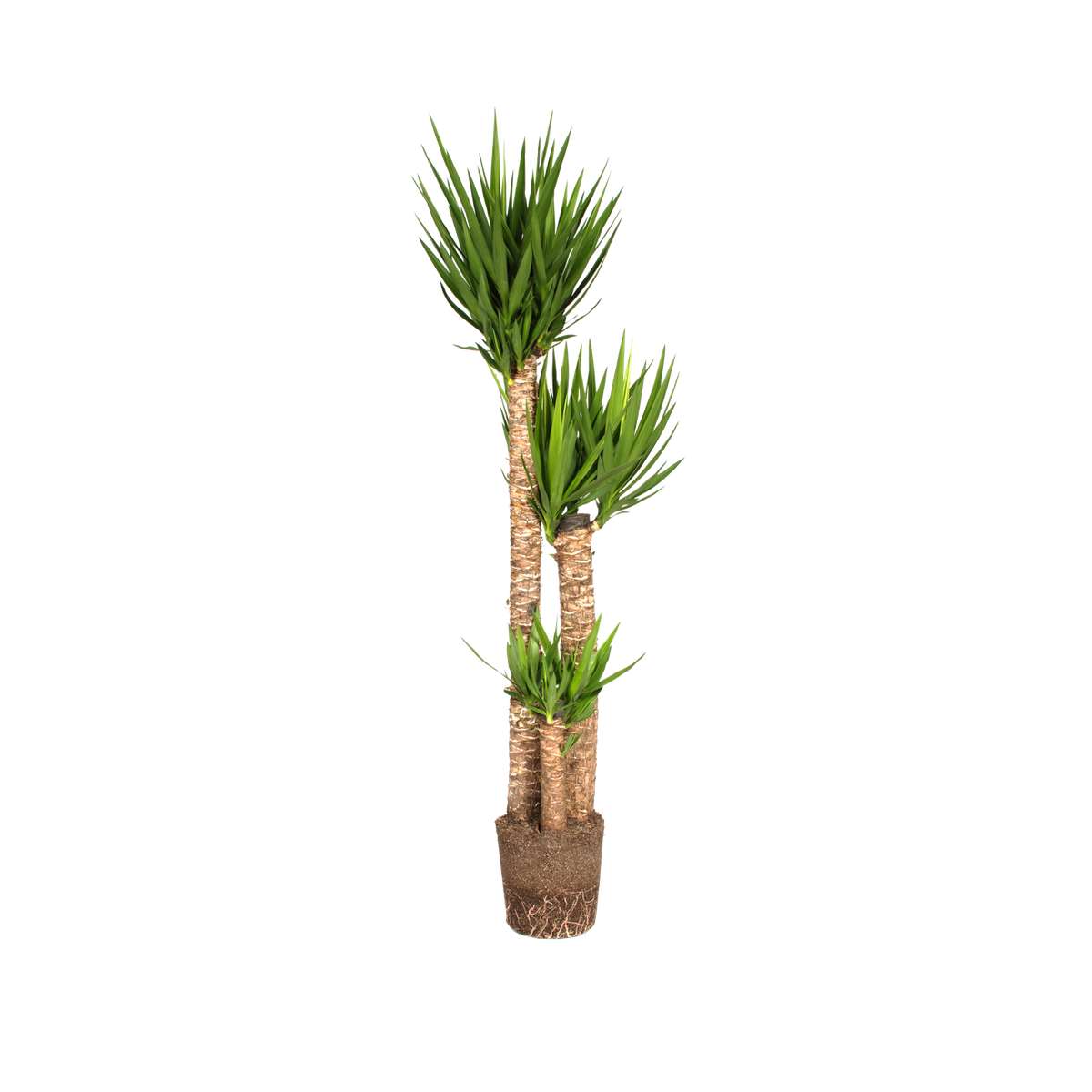 Spineless yucca Spineless yucca - elho® - Give room to nature
