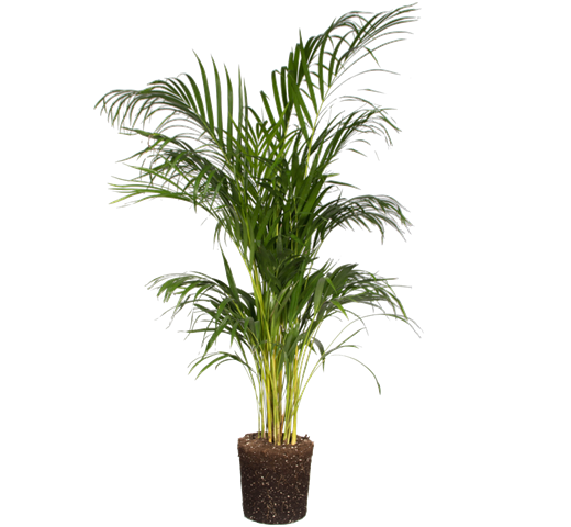 Areca palm Areca palm - elho - Give room to nature
