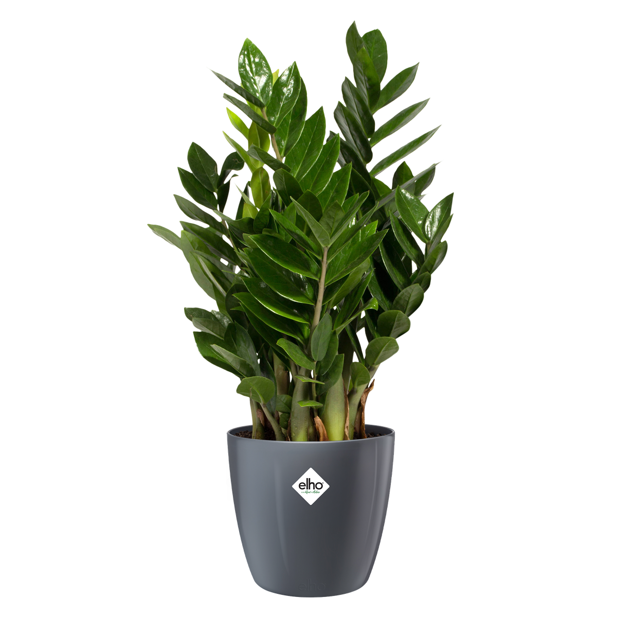 Schwarze Blumentöpfe für jedes Interieur und jeden Garten 🌱 elho - elho®