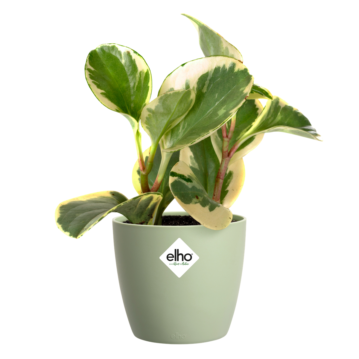 Elho Brussels Innaffiatoio 33, Verde Sorbetto, 33x17 Cm, In Plastica Riciclata