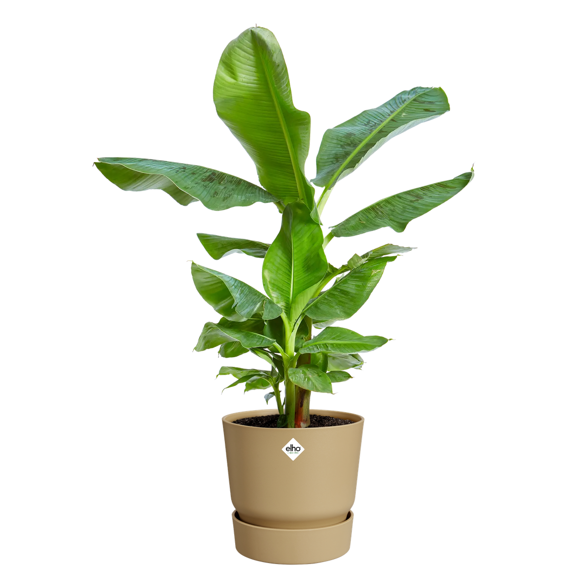 Mega Collections Bloempot/plantenpot schaal - zink - groen - D30 x H12 cm | Fun en Feest
