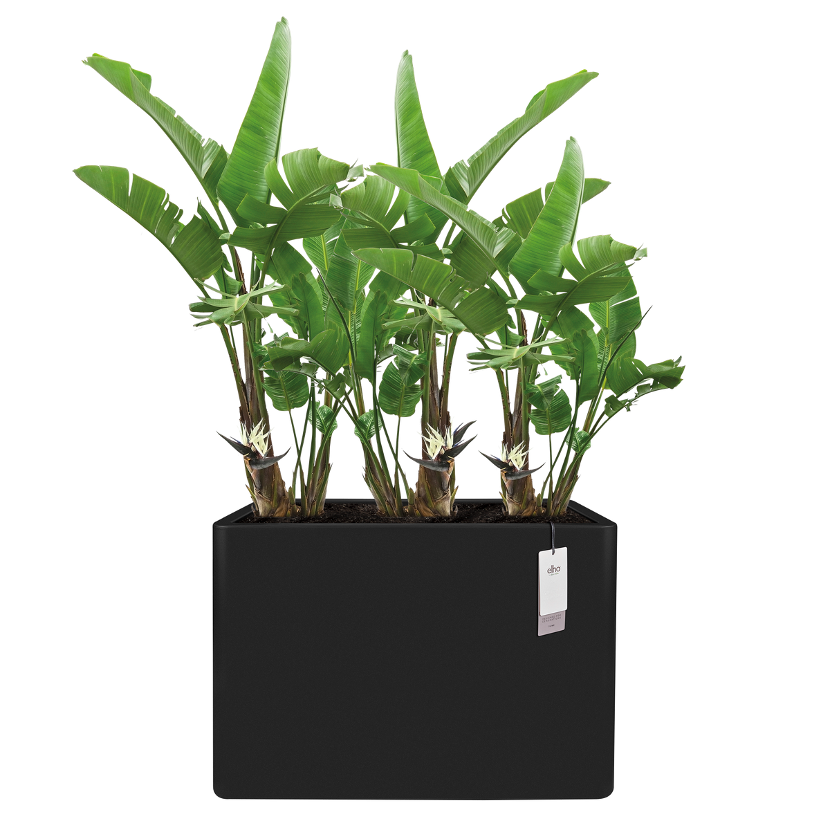 june brick divider 80cm schwarz - elho - Give room to nature