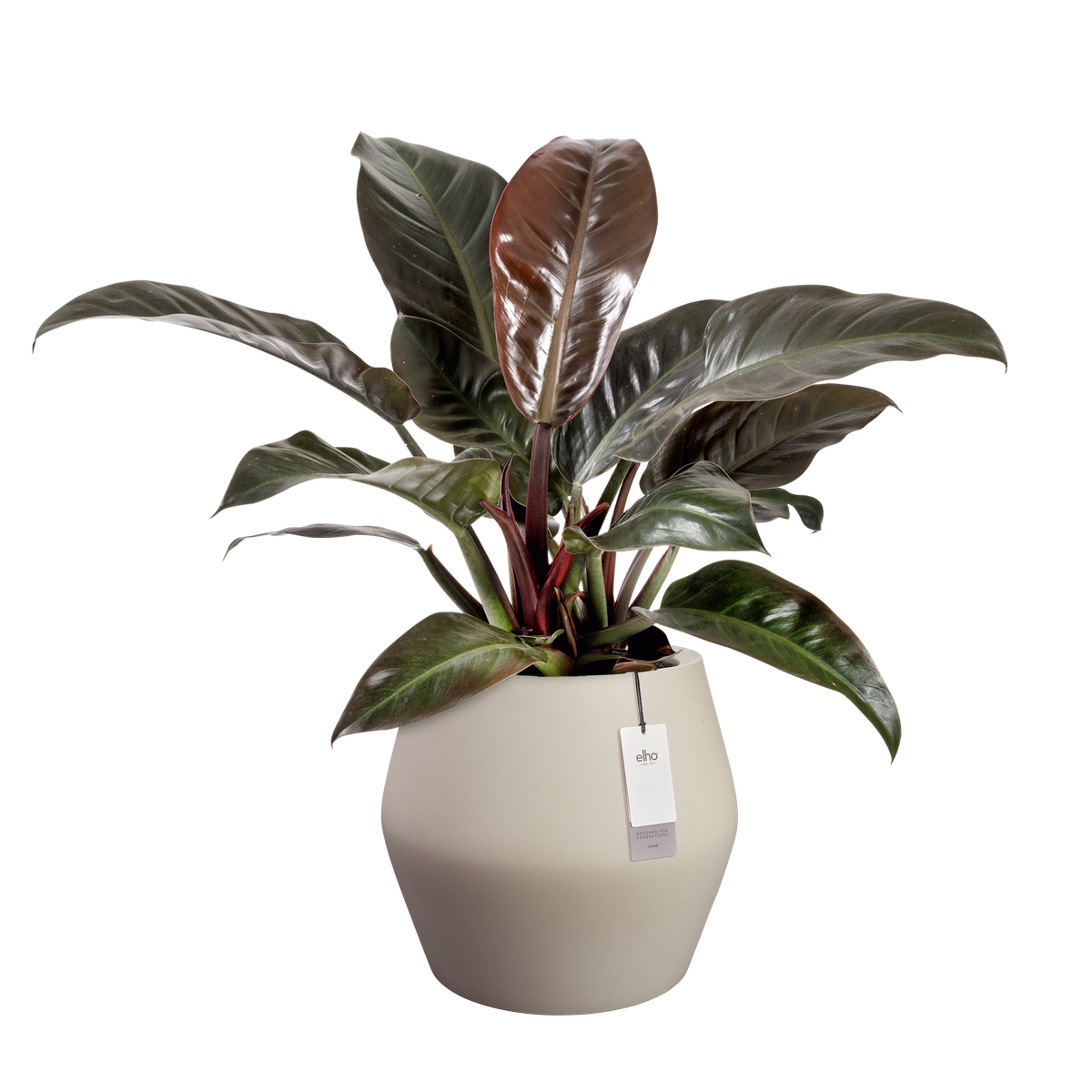 june split low 46cm balanced beige