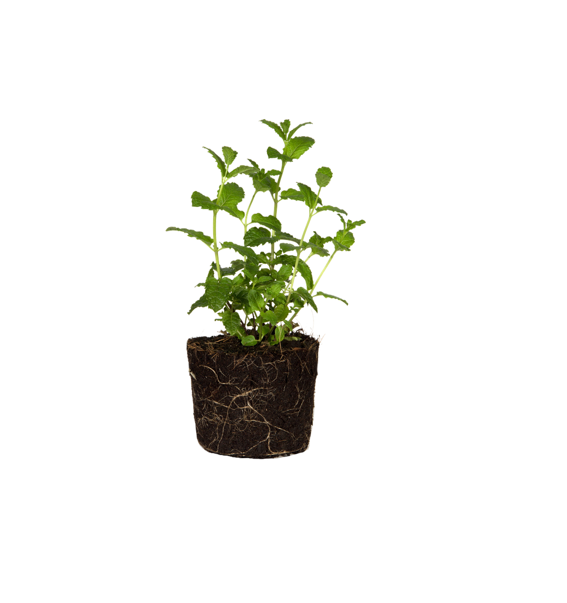 alocasia pink variegata Alocasia Black Velvet Pink Variegated  HappiestPlants