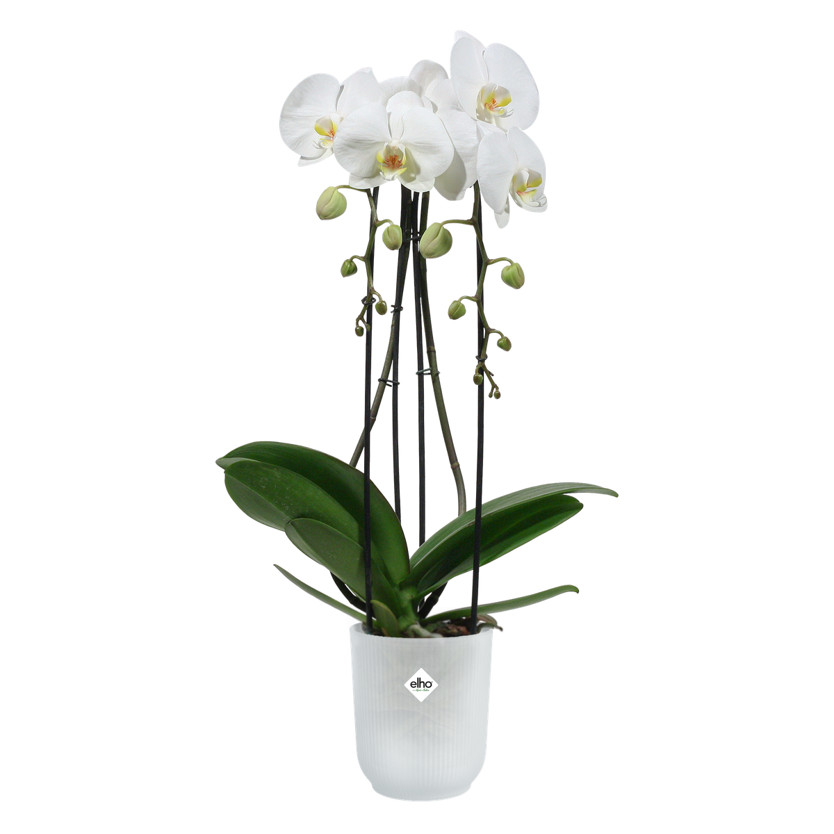 anthurium argyrostachyum care Anthurium Argyrostachyum 'Velvety' Wild Ecotype (EXACT PLANT)