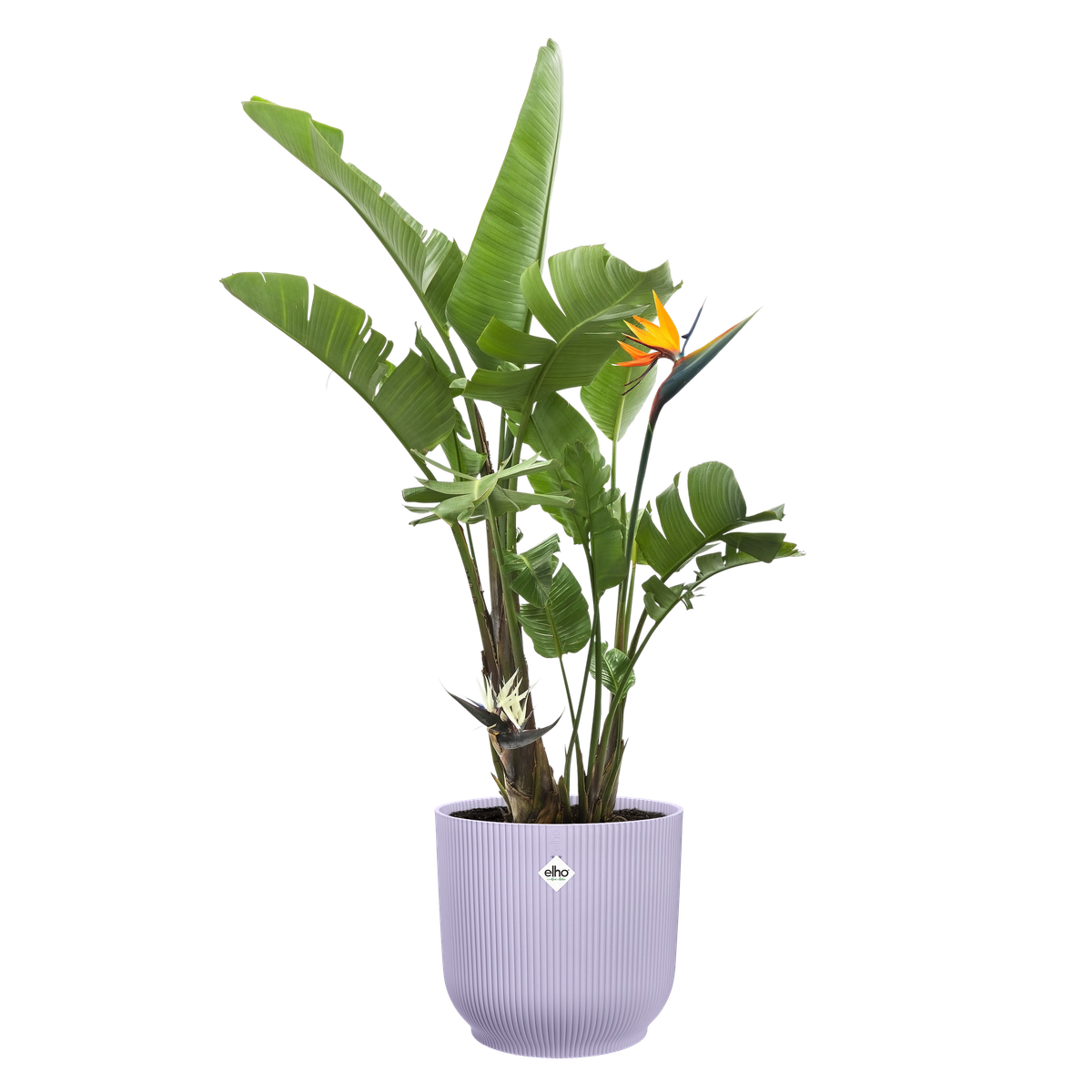 Blumentopf kaufen? Online oder im Geschäft kaufen! - elho®