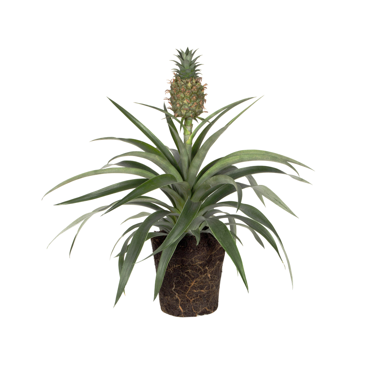 Corona Plante-ananas - elho® - Give room to nature