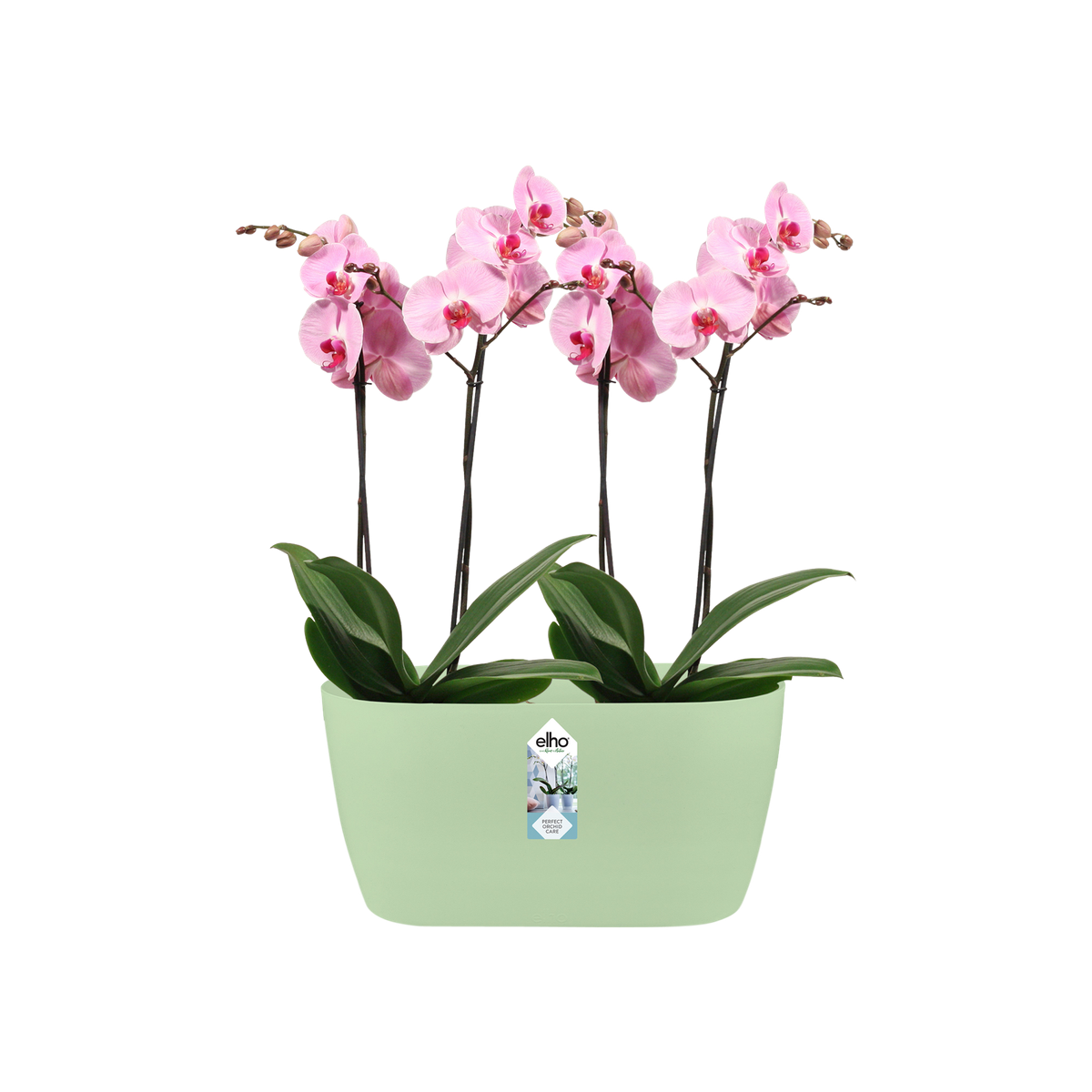 Elho brussels orchid duo 25cm flowerpot white 