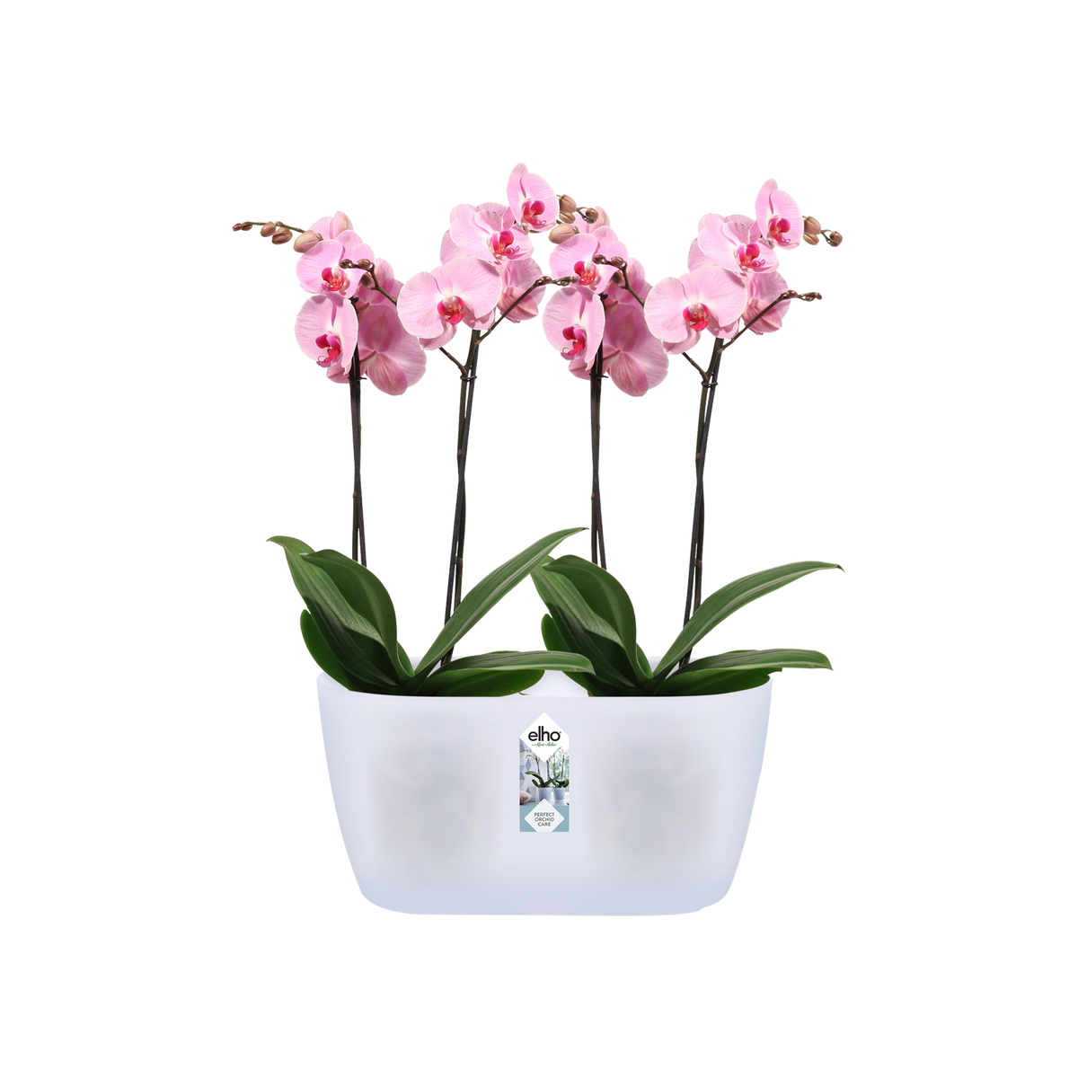 transparent duo orchidee to elho® - 25cm Give nature - brussels room