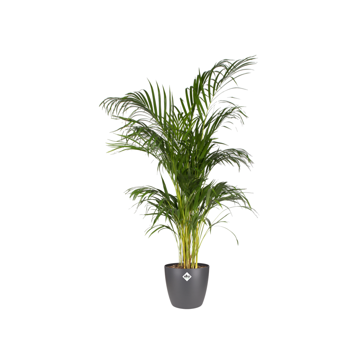 brussels rund - elho® Give - anthrazit room nature 25cm to