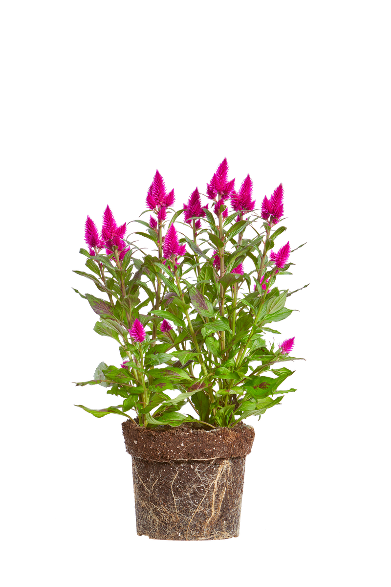 Celosia 'deep purple' Woolflower - elho® - Give room to nature