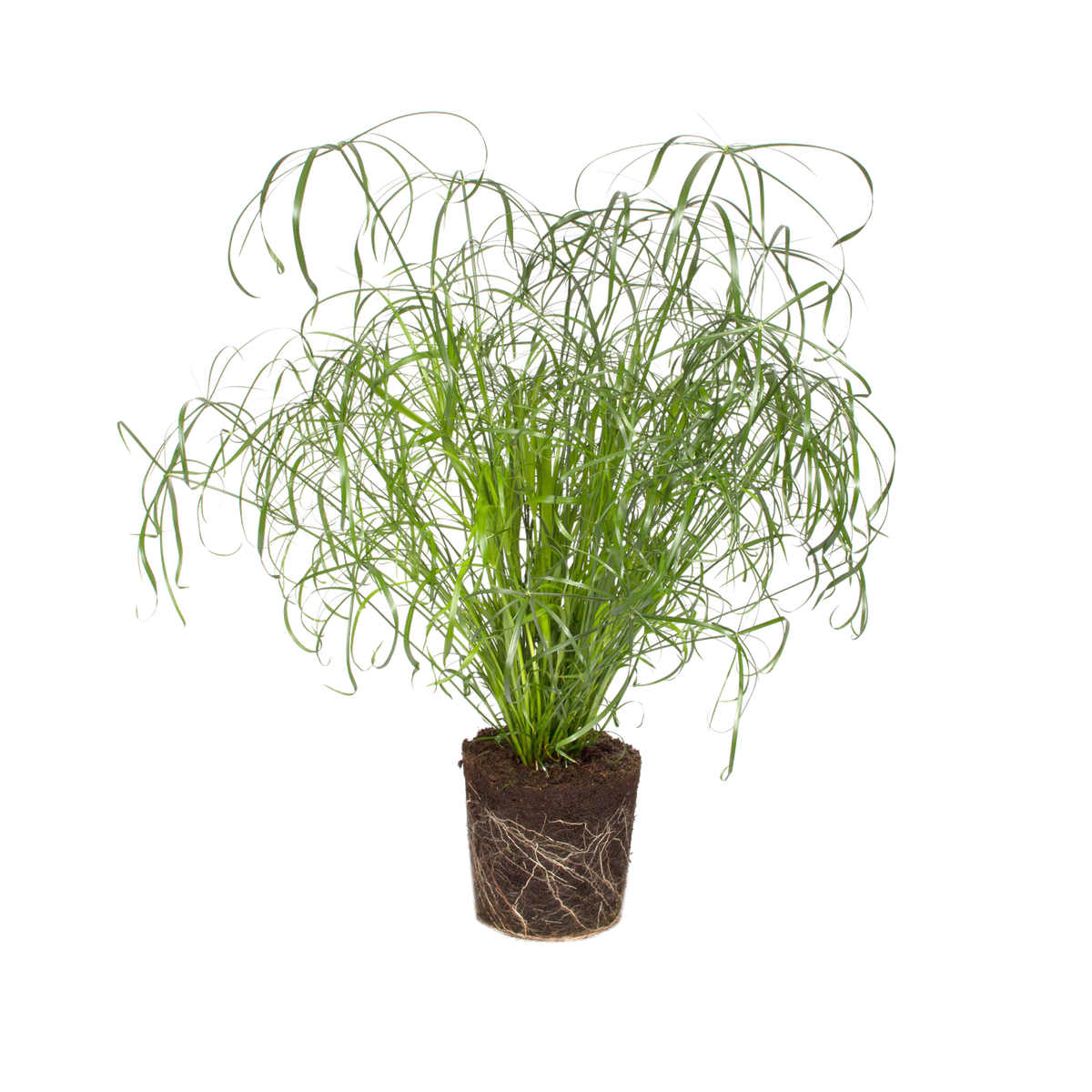 Cyperus alternifolius Papiro - elho® - Give room to nature