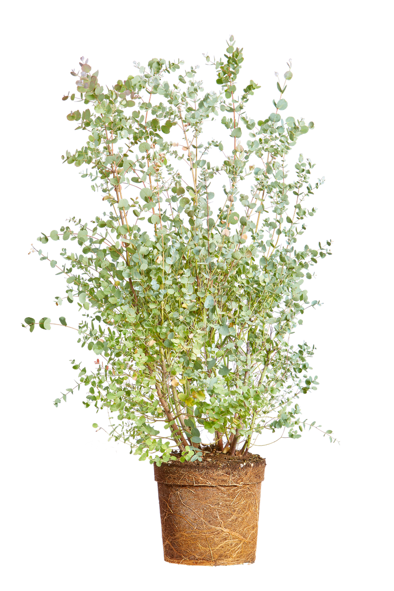 Eucalyptus gunnii Eucalyptus gunnii ou eucalyptus à feuilles rondes — free download