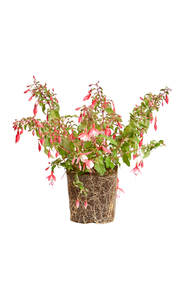Fuchsia ‘Alice Hoffman’ Fuchsia - elho® - Give room to nature