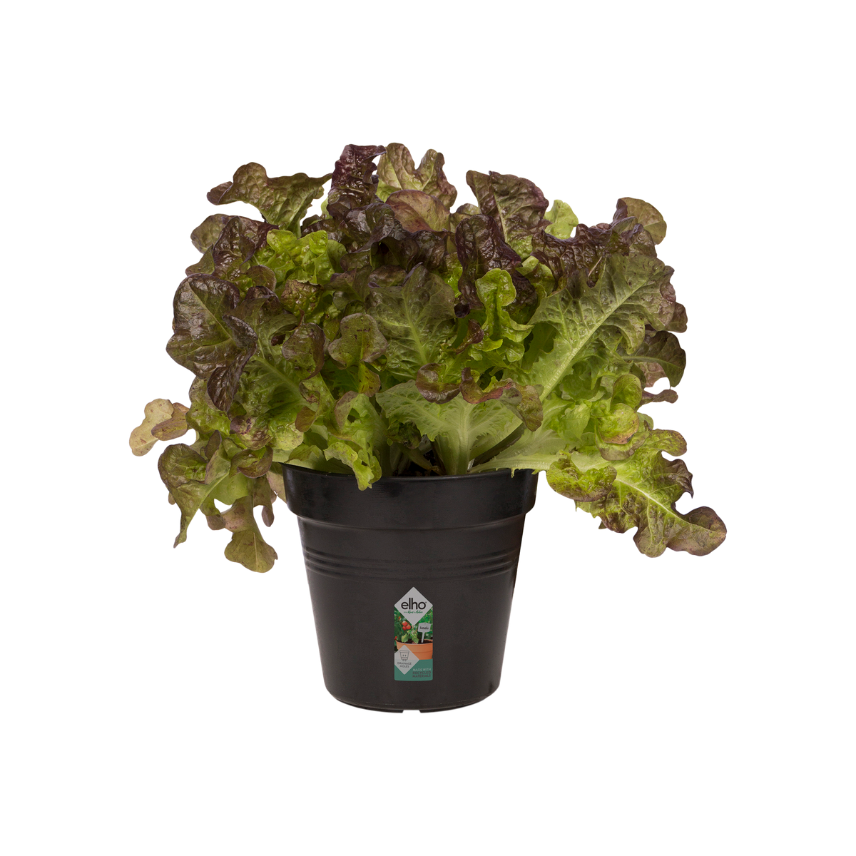 Elho Patate vaso di fiori nero Vaso per fiori - comprare da Do it + Garden  Migros