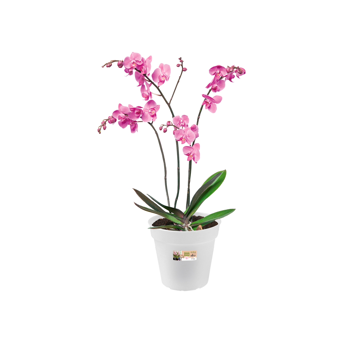 green basics orchid 17cm transparente - elho® - Give room to nature