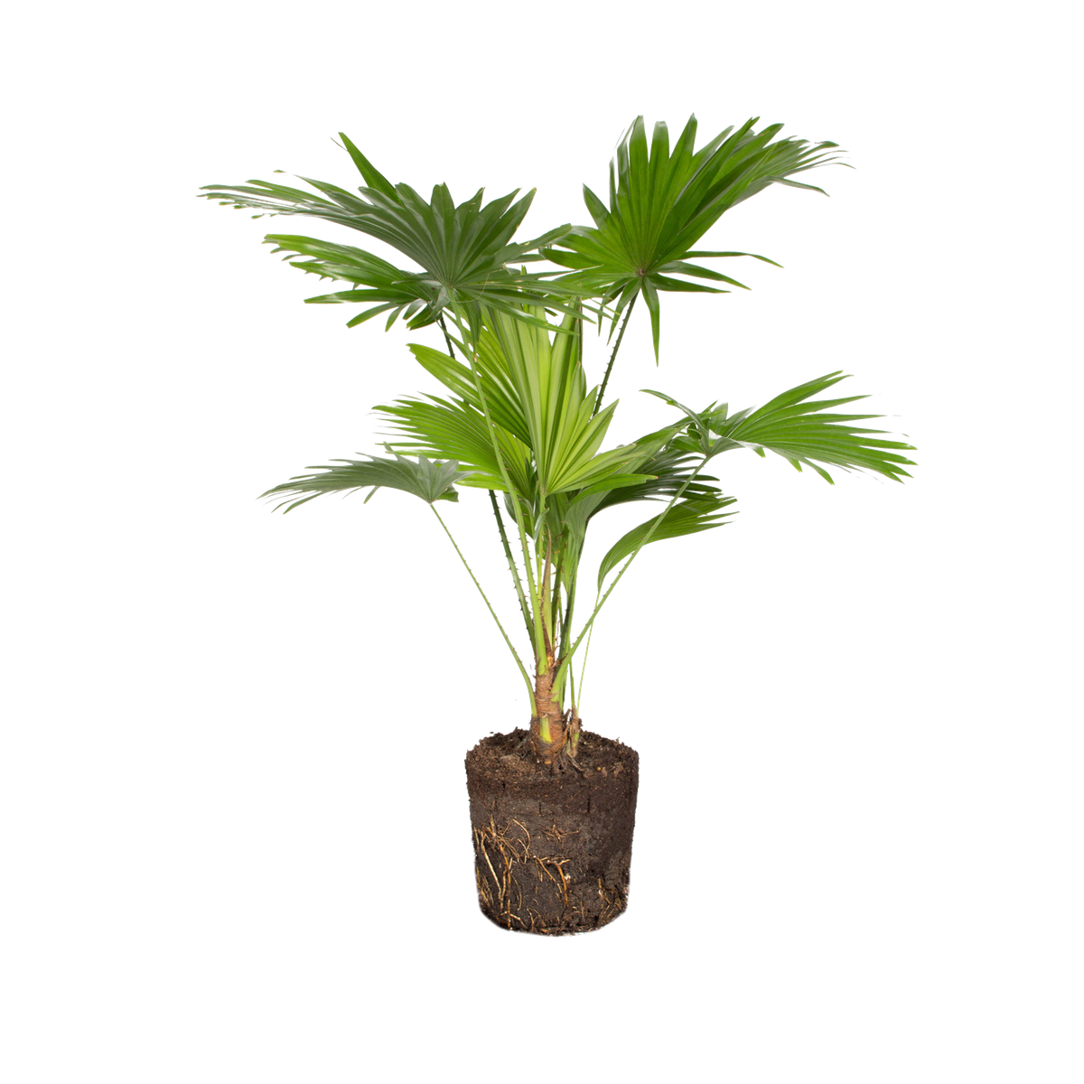 Livistona rotundifolia Waaierpalm elho® Give room to nature