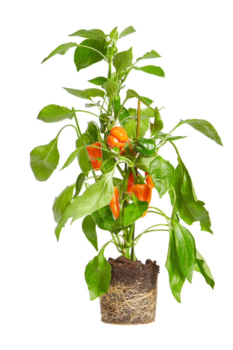 Paprika Pimiento elho® Give room to nature