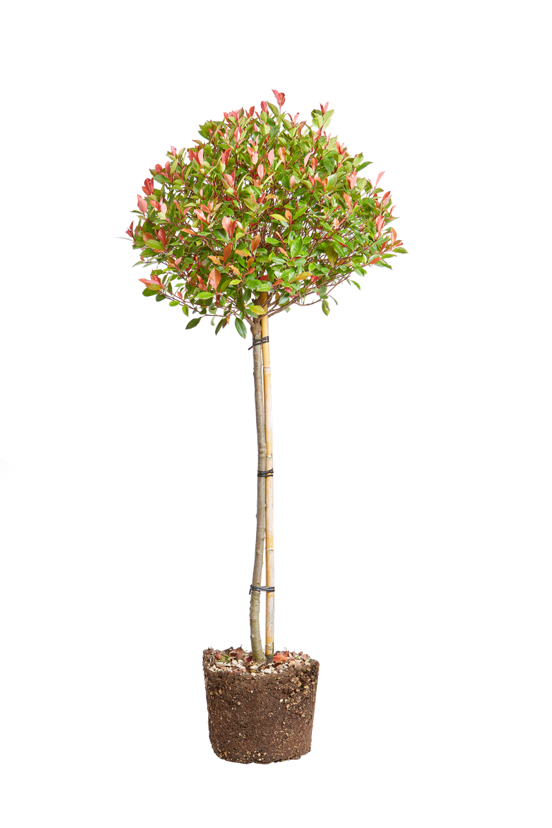 Photinia x fraseri Red Robin - elho® - Give room to nature