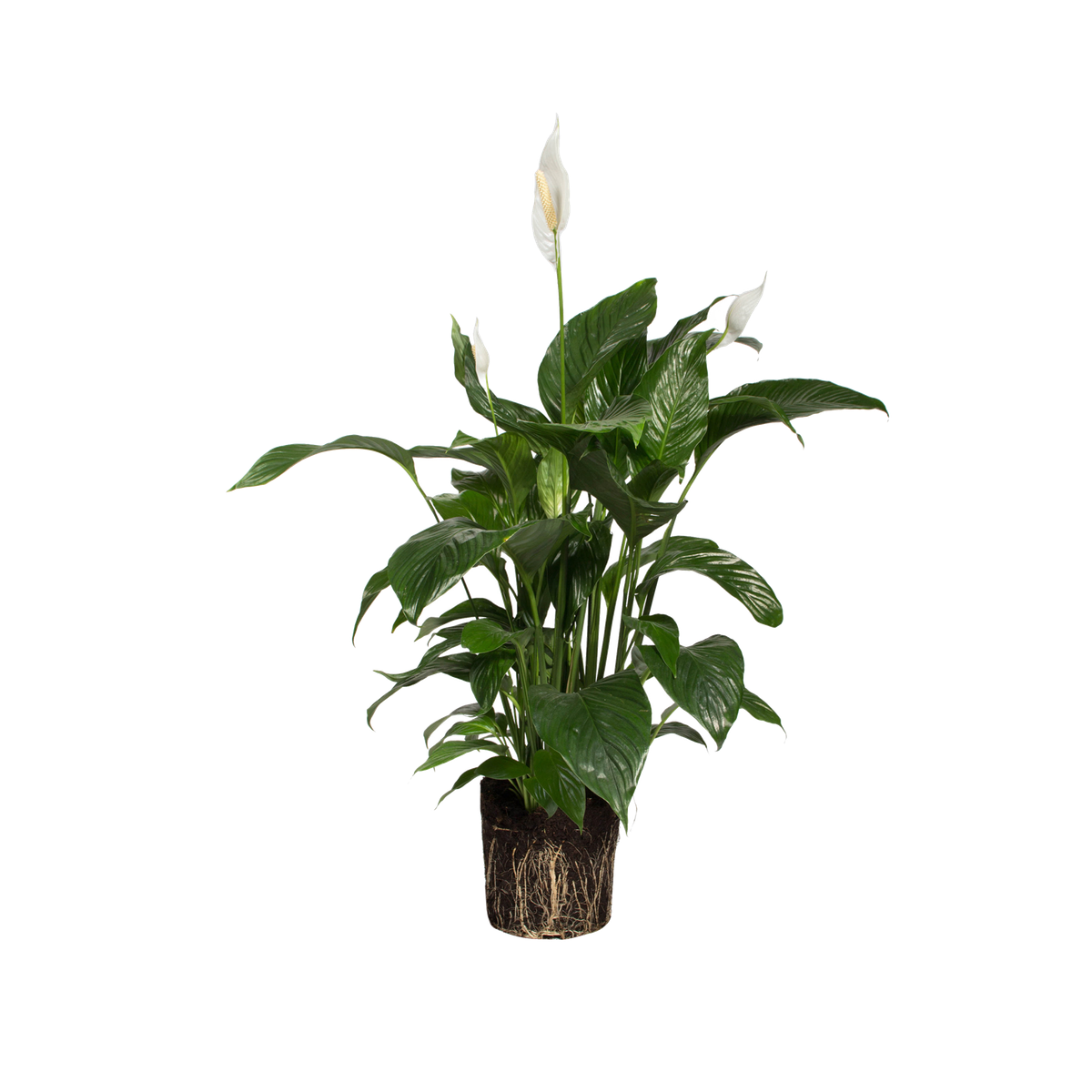 Spathiphyllum Fleur de lune - elho® - Give room to nature