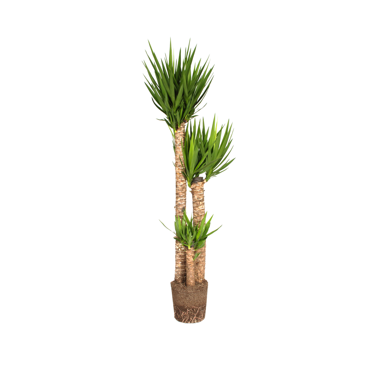 Yucca gigantea Spineless yucca Yuca - elho® - Give room to nature
