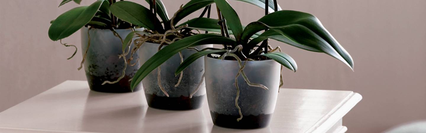 brussels orchid 12,5cm transparent