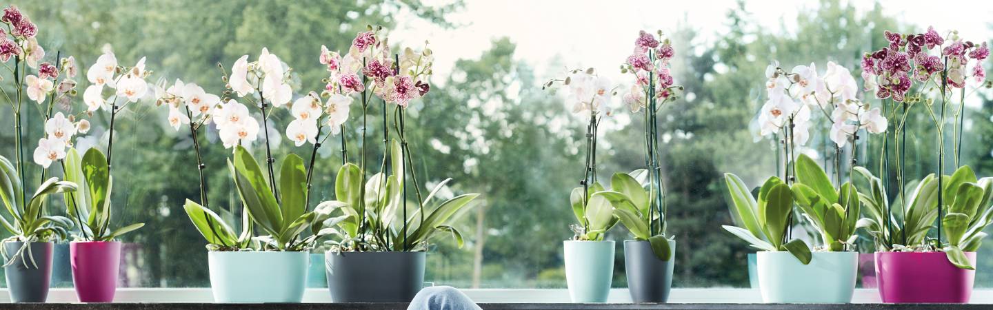brussels orchidée haut 12,5cm transparent