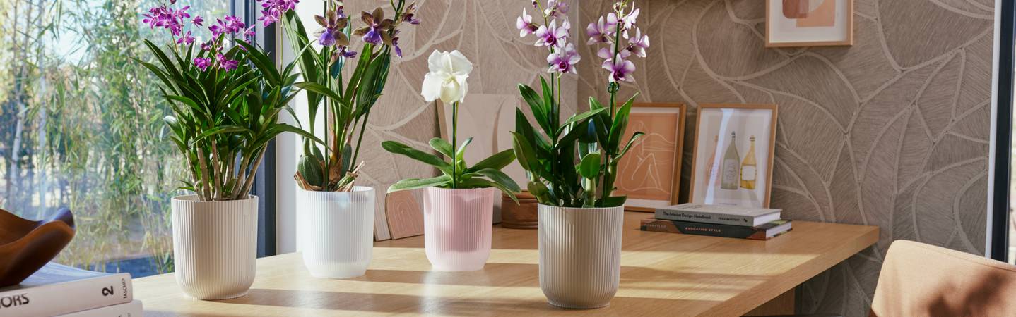 vibes fold orchidee hoog 12,5cm zijdewit