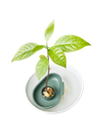 amazing-avocado-floater-laubgrun
