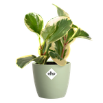Elho Brussels Rund Mini Blumentopf – 10 X 8,9 Cm, Aus Recyceltem Plastik, Für Drinnen In Grün/Sorbet