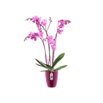 brussels-diamond-orchidee-haut-12-5cm-cerise