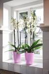 brussels-diamond-orchidee-haut-12-5cm-violet-vif